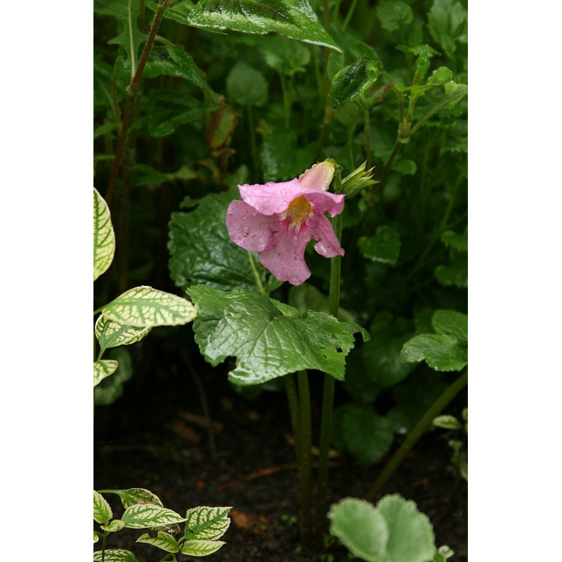 Incarvillea mairei Inkarwilla Maire'a