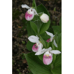 Cypripedium reginae Obuwik królewski