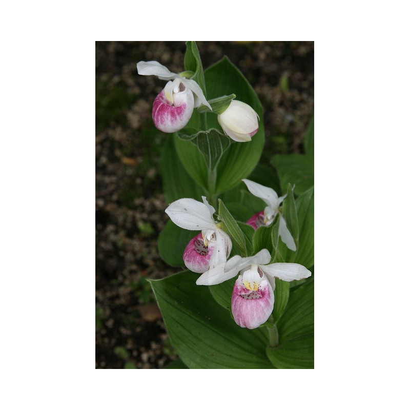 Cypripedium reginae Obuwik królewski