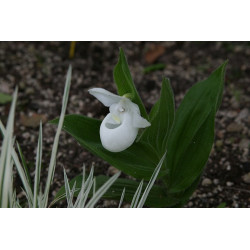 Cypripedium reginae - Alba Obuwik królewski