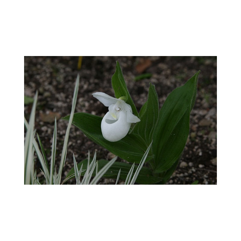 Cypripedium reginae - Alba Obuwik królewski