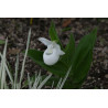 Cypripedium reginae - Alba Obuwik królewski