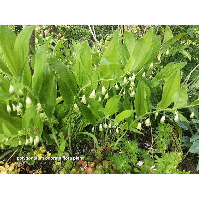 Polygonatum odoratum - Flore Pleno Kokoryczka wonna