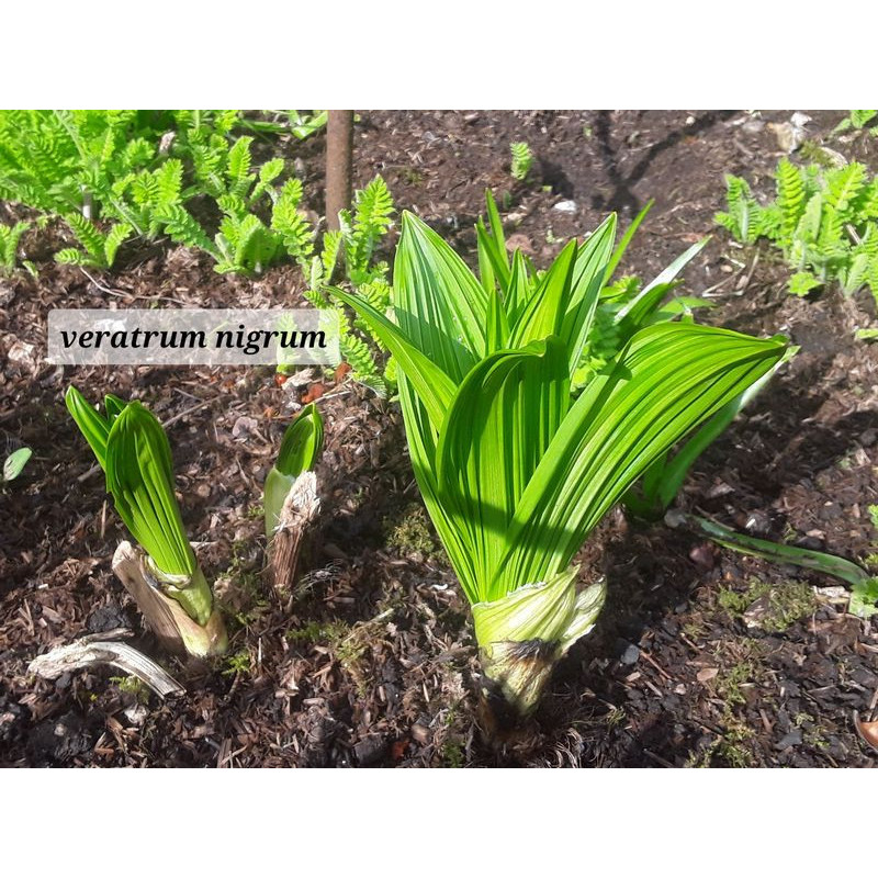 Veratrum nigrum Ciemiężyca czarna