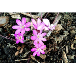 Hepatica nobilis f. rosea Przylaszczka pospolita