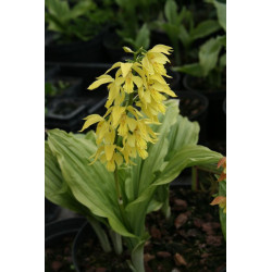 Calanthe sieboldii - storczyk ogrodowy