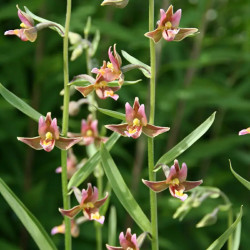 Epipactis - Sabine, Kruszczyk, storczyk ogrodowy