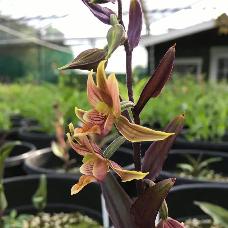 Epipactis thunbergii x gigantea - Red Leaf, Kruszczyk