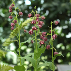 Epipactis royleana, Kruszczyk