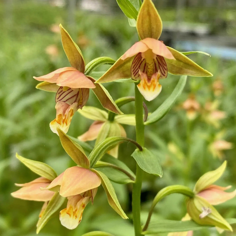 Epipactis thunbergii - Karuizawa, Kruszczyk