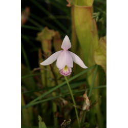 Pogonia ophioglossoides, storczyk ogrodowy