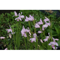 Pogonia ophioglossoides, storczyk ogrodowy