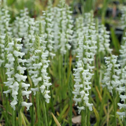 Spiranthes cernua - Kręczynka