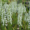 Spiranthes cernua - Kręczynka