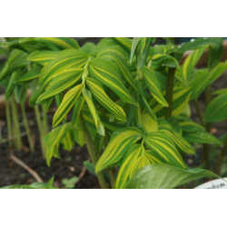 Polygonatum odoratum var. maximowiczii- Mineyama Nishiki Kokoryczka wonna