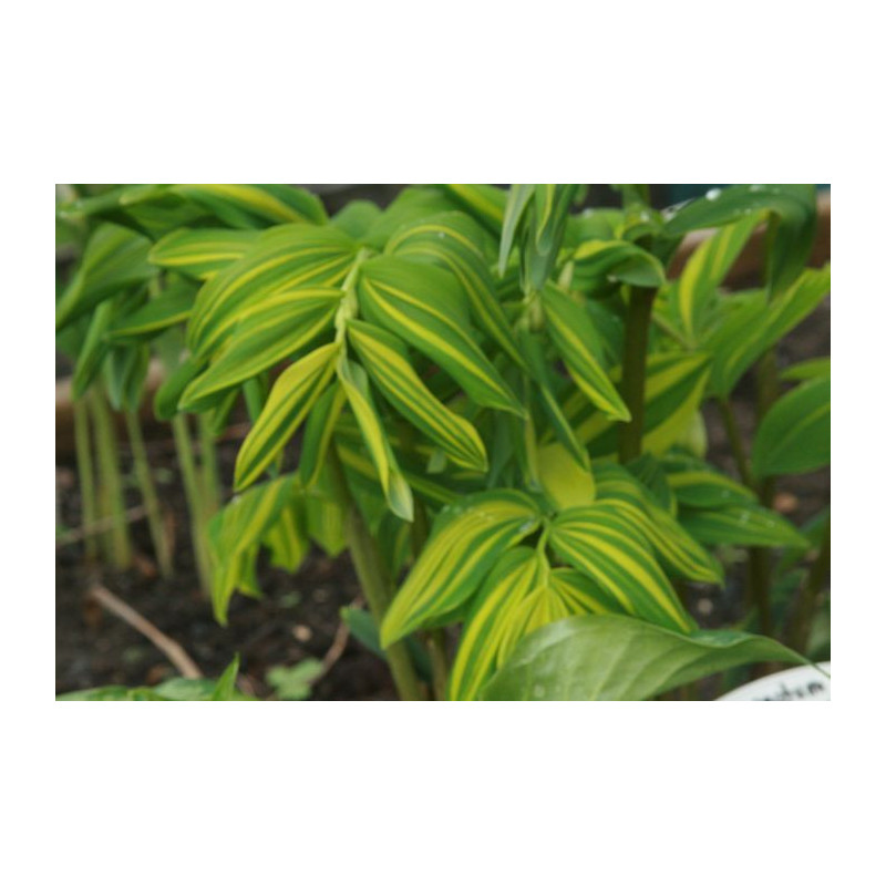 Polygonatum odoratum var. maximowiczii- Mineyama Nishiki Kokoryczka wonna