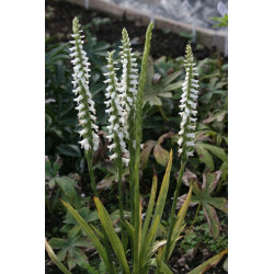 Spiranthes cernua - Kręczynka