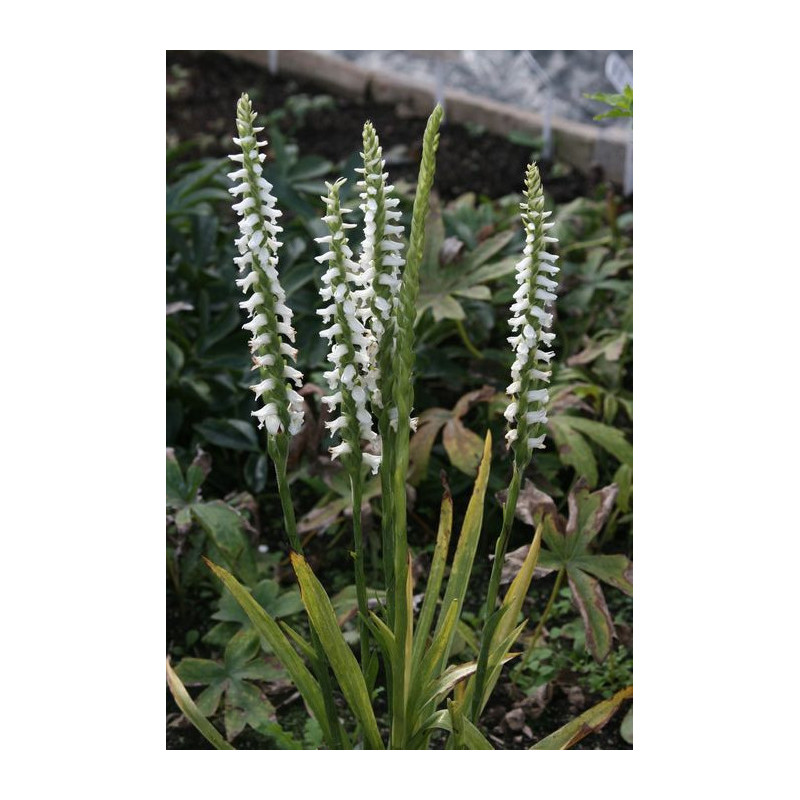 Spiranthes cernua - Kręczynka