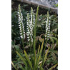 Spiranthes cernua - Kręczynka