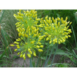 Allium flavum - Czosnek złocisty