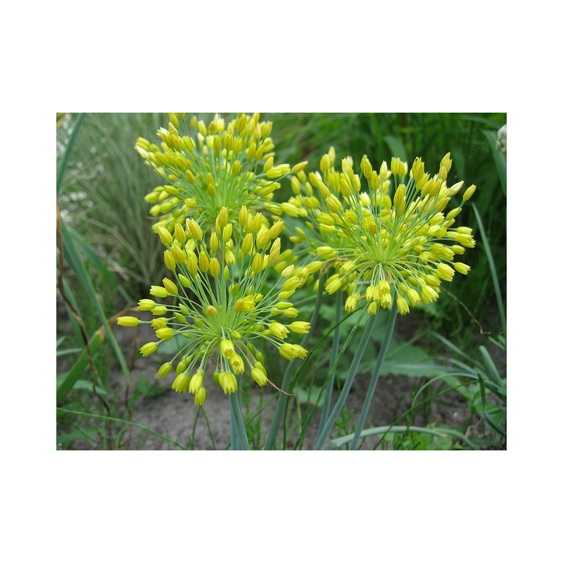 Allium flavum - Czosnek złocisty