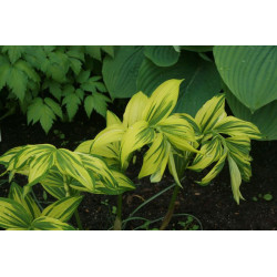 Polygonatum odoratum var. maximowiczii- Rai Jin Kokoryczka wonna