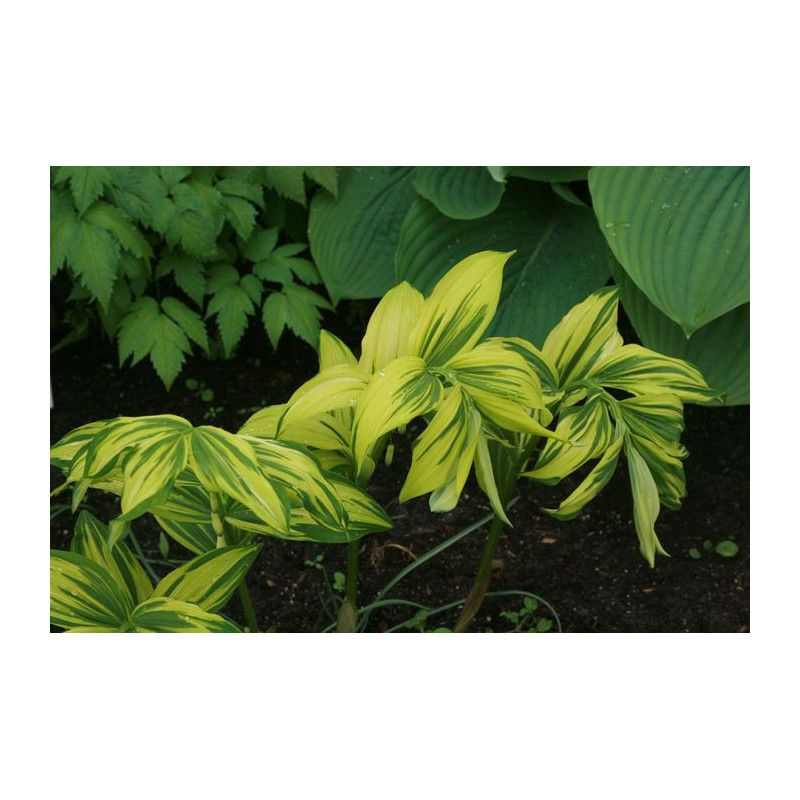 Polygonatum odoratum var. maximowiczii- Rai Jin Kokoryczka wonna