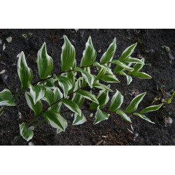 Polygonatum odoratum - Kayaba Nishiki Kokoryczka wonna