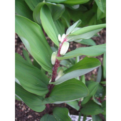 Polygonatum odoratum - Red Stern Kokoryczka wonna Red Stern