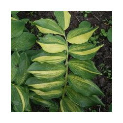 Polygonatum odoratum - Dai Kouga Kokoryczka wonna Dai Kouga