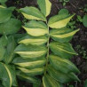 Polygonatum odoratum - Dai Kouga Kokoryczka wonna Dai Kouga