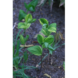 Polygonatum involucratum - Shiro Shima Fu Kokoryczka