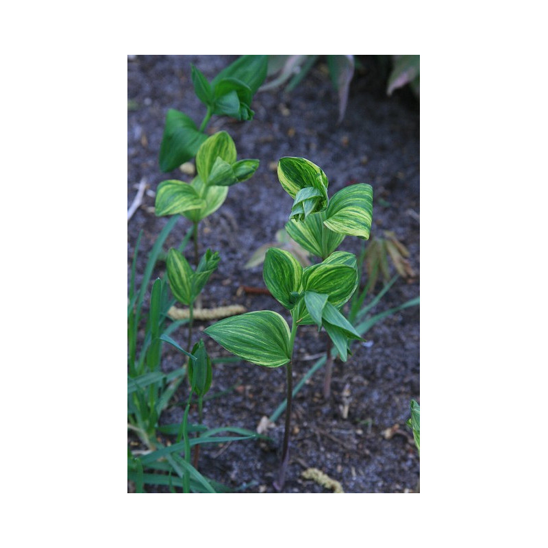 Polygonatum involucratum - Shiro Shima Fu Kokoryczka