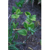 Polygonatum involucratum - Shiro Shima Fu Kokoryczka