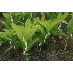 Polygonatum odoratum - Ussuriland Roundleaf Kokoryczka wonna