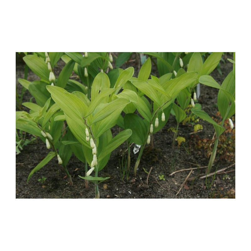 Polygonatum odoratum - Ussuriland Roundleaf Kokoryczka wonna