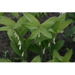 Polygonatum odoratum - Ussuriland Roundleaf Kokoryczka wonna