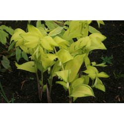 Polygonatum odoratum - Ki Chou Kokoryczka wonna