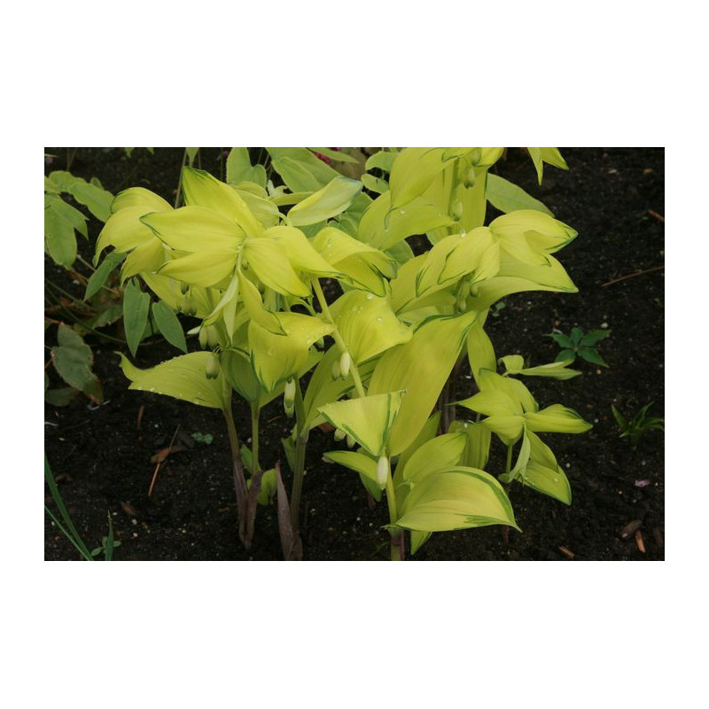 Polygonatum odoratum - Ki Chou Kokoryczka wonna