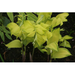 Polygonatum odoratum - Ki Chou Kokoryczka wonna