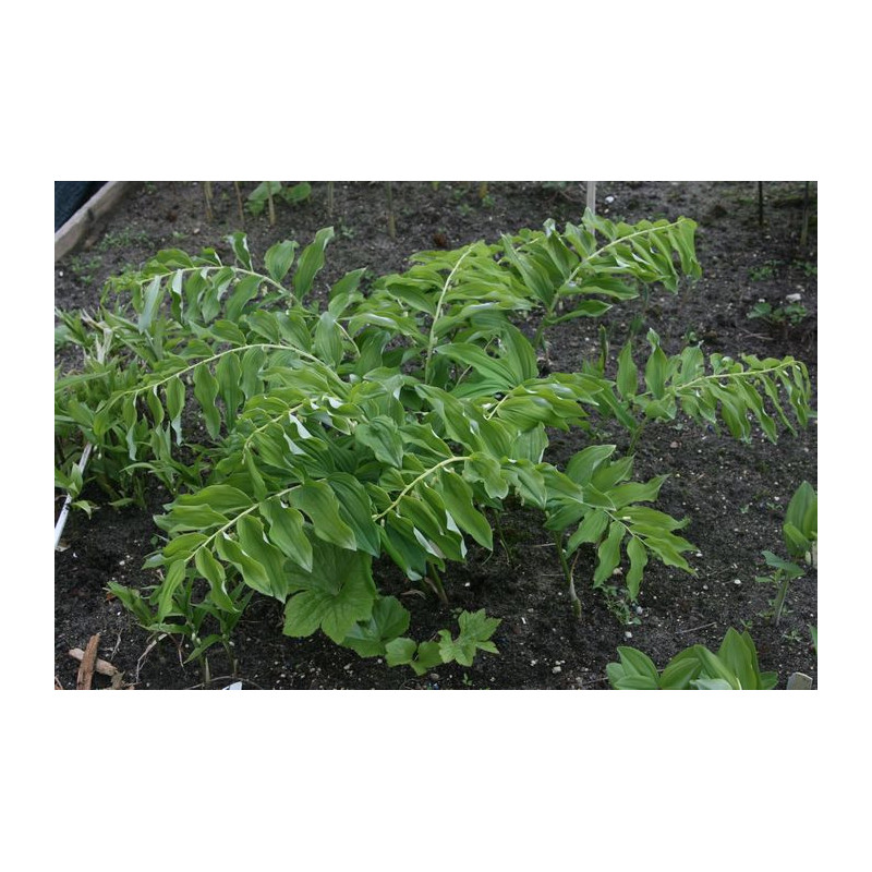 Polygonatum odoratum var. maximowiczii Kokoryczka