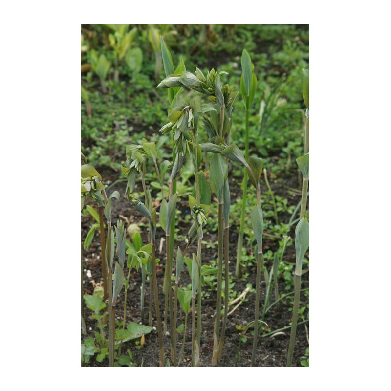 Polygonatum multiflorum - Ramosissima - Kokoryczka wielokwiatowa