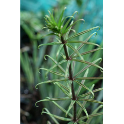 Polygonatum verticillatum - Rubrum Kokoryczka okółkowa