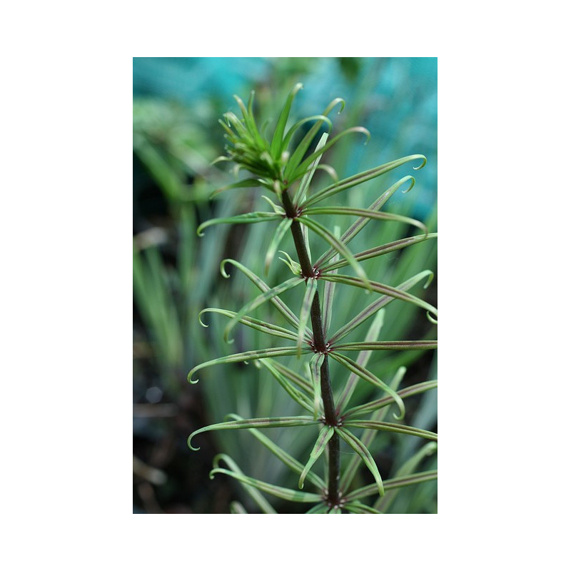 Polygonatum verticillatum - Rubrum Kokoryczka okółkowa