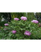 PIWONIE - PAEONIA