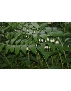 KOKORYCZKI - POLYGONATUM